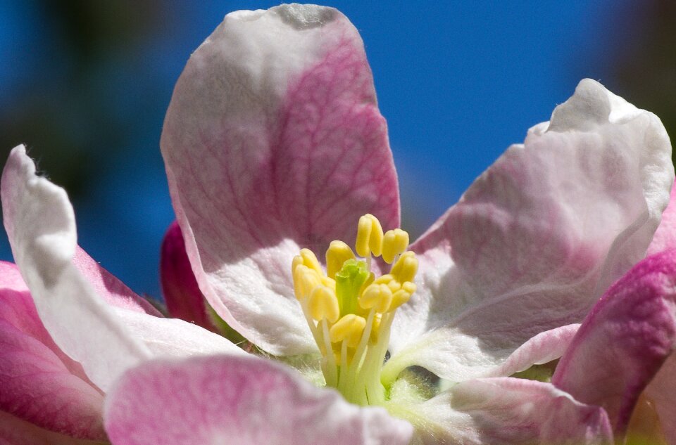Garden leaf apple blossom