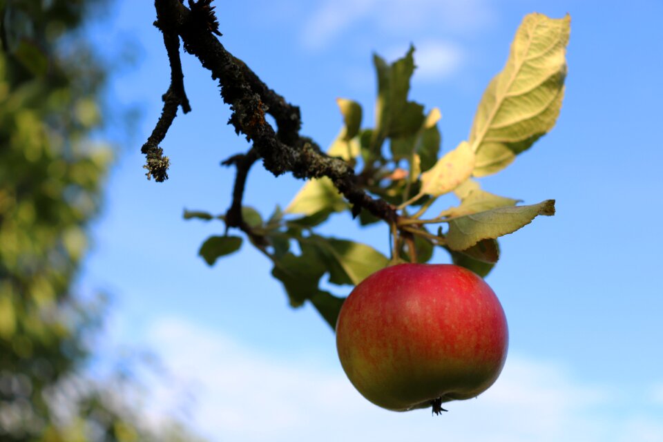 Fruit branch fruit tree