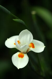 Flower blossom bloom