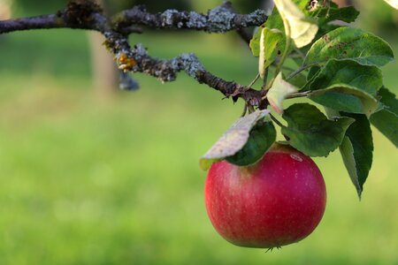 Fruit branch fruit tree