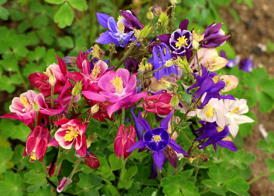 Garden flowers colorful spring flowers