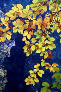 Tree fall color forest