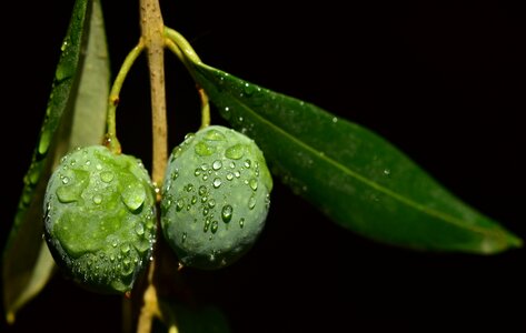 Olive branch moist round photo