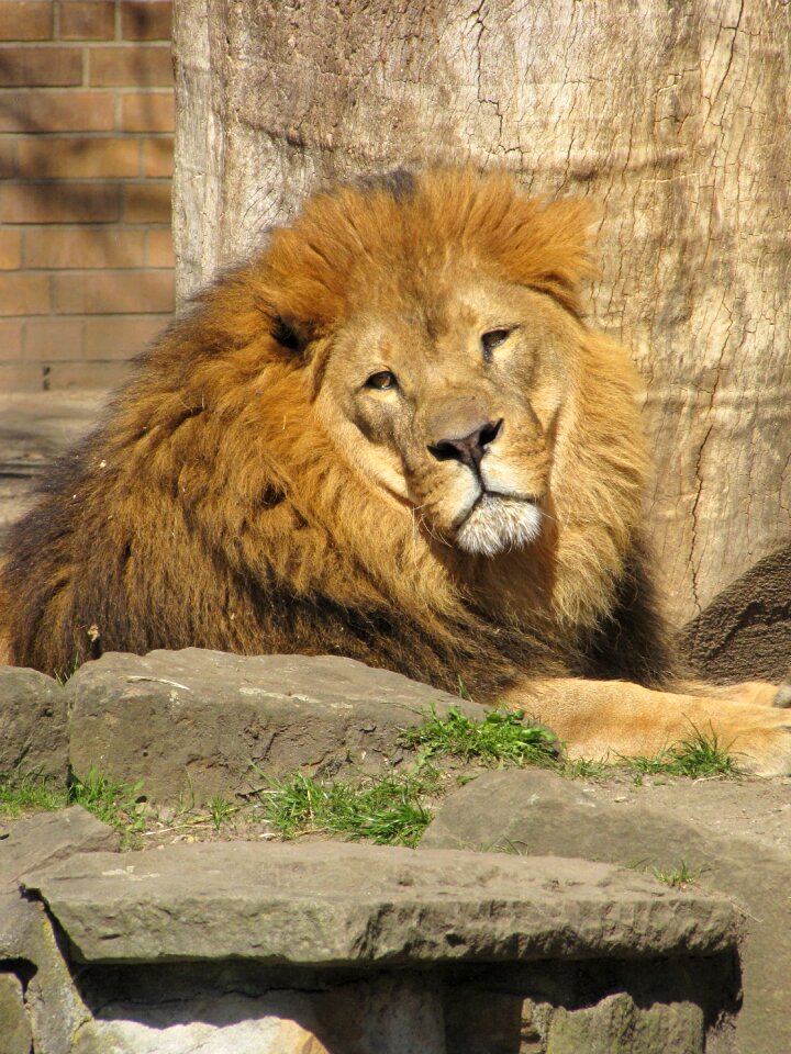 Dangerous big cat predator