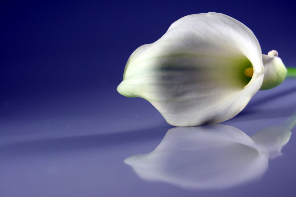 White nature flower