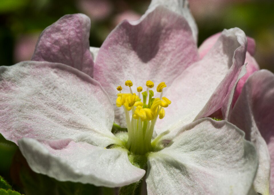 Garden leaf apple blossom