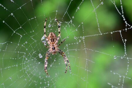 Nature web macro