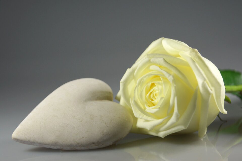 Rose heart white