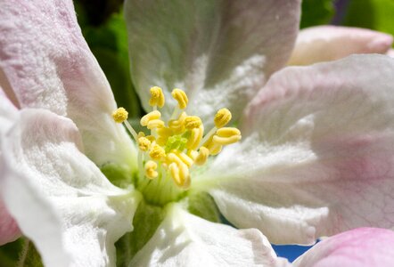 Garden leaf apple blossom photo