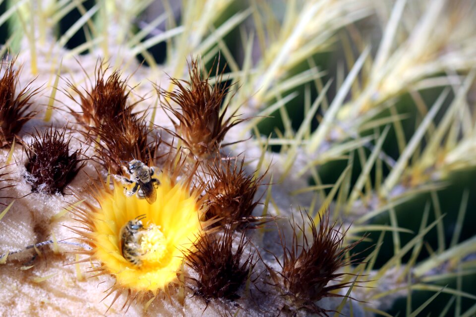 Bloom flower yellow
