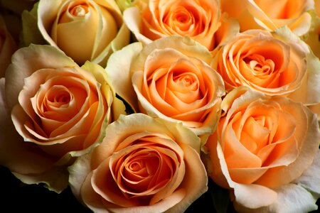 Pastel roses bloom