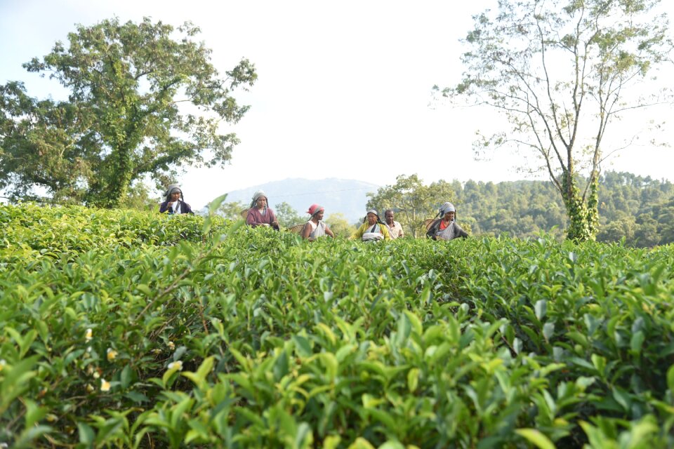 Plucking tea green tea