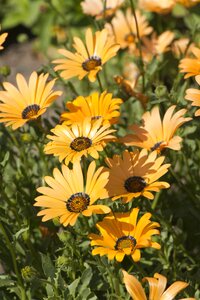 Nature flora bloom