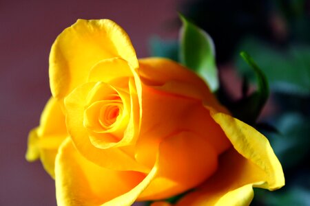 The roses bloom bloom flower