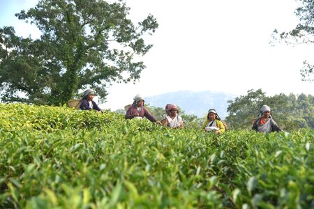 Tea worker meghalaya green tea