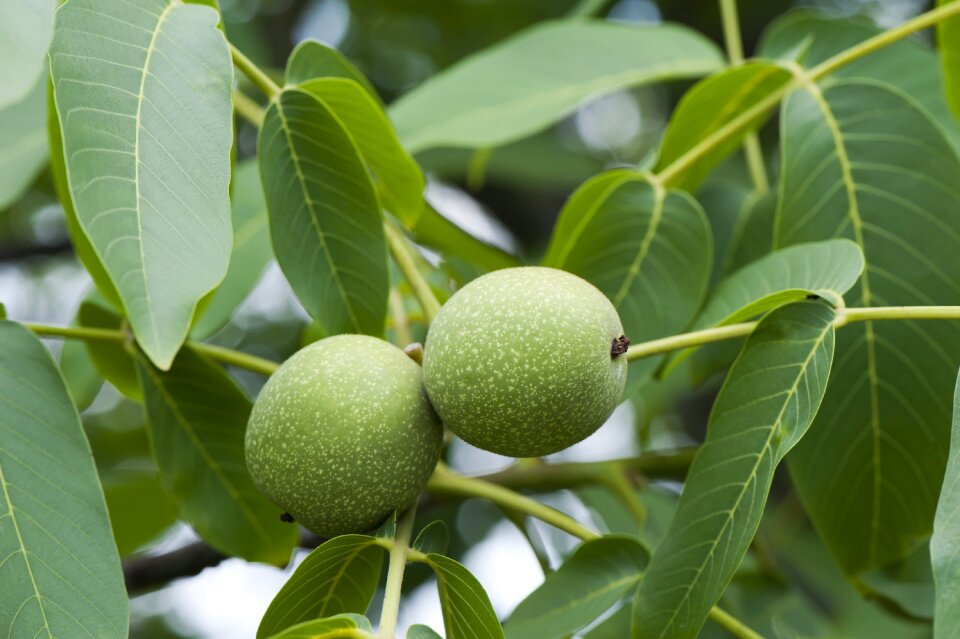 Tree plant fruit