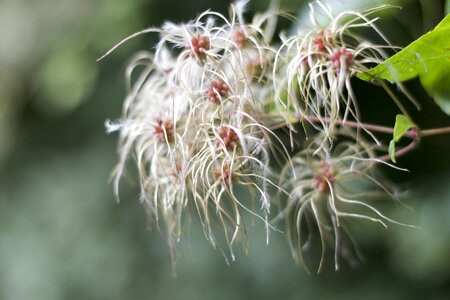 Vegetable pink flowers photo