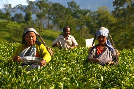 Worker tea garden labour