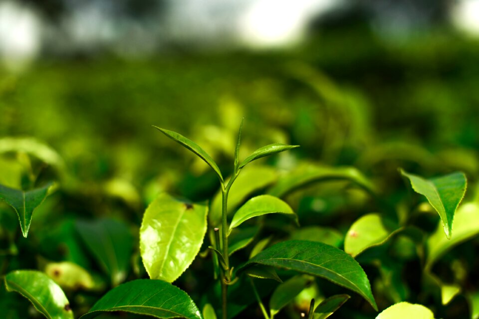 Small orthodox tea green tea