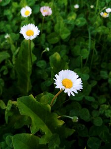 Daisies clover grass photo