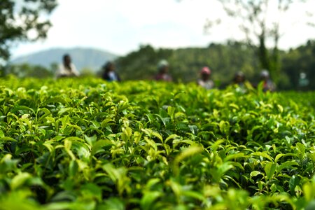 Leaves tea garden green tea