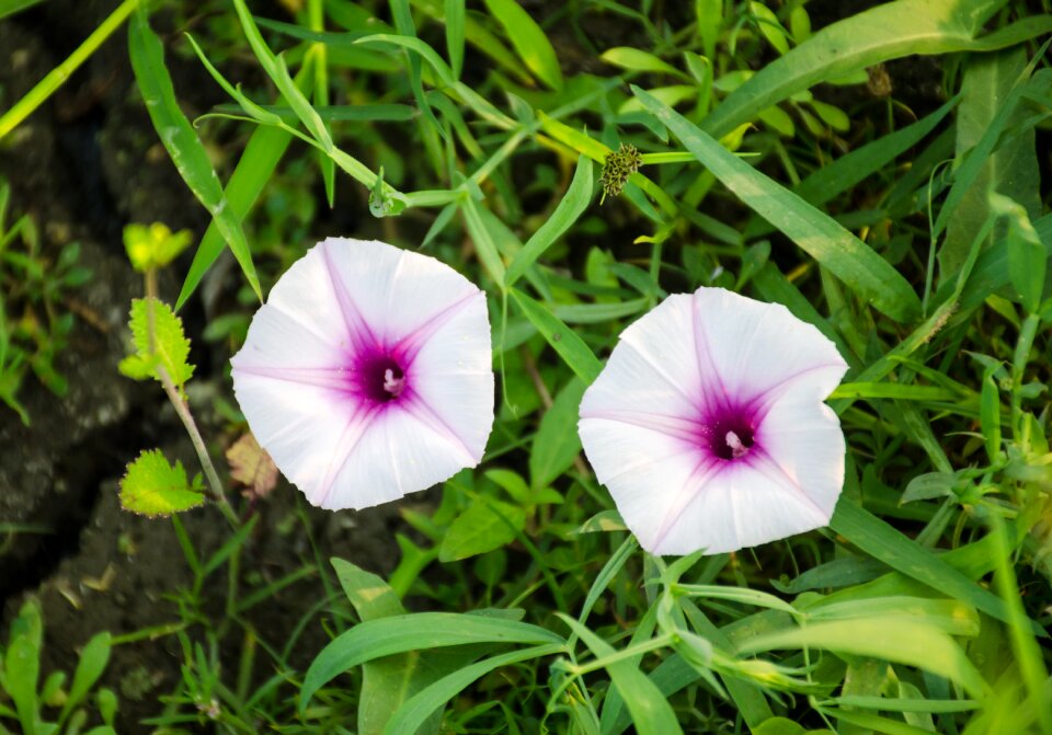 Flowers green filled
