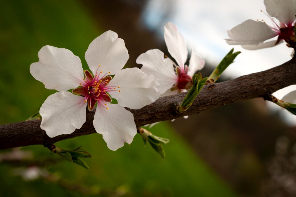 Bloom pink apple blossoms