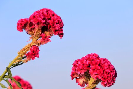 Summer evening flora photo