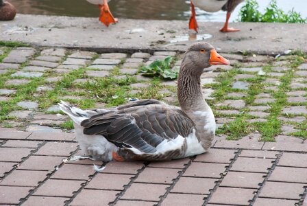 Nature bird feathered race photo