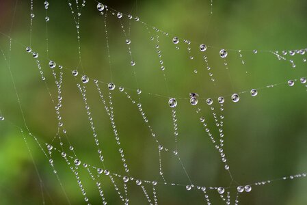 Nature dewdrop web