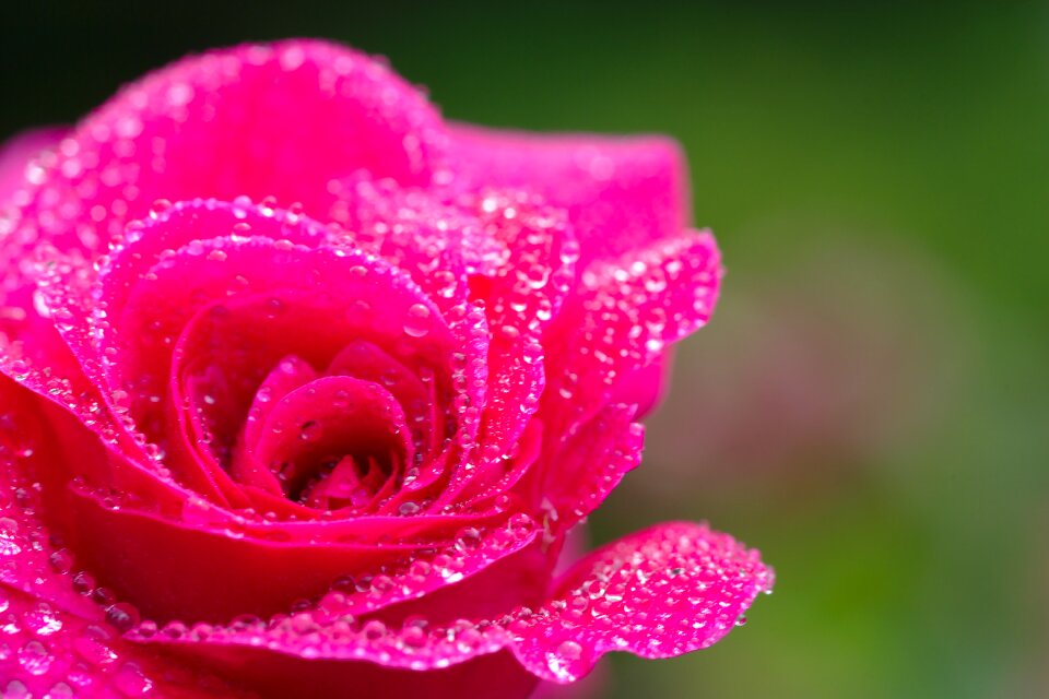 Blossom bloom romance