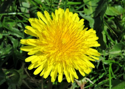 Yellow flower meadow photo