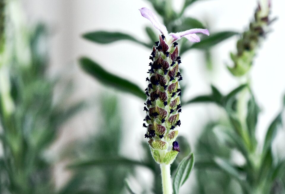 Lavender leaves pastels