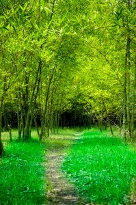 Road green green road