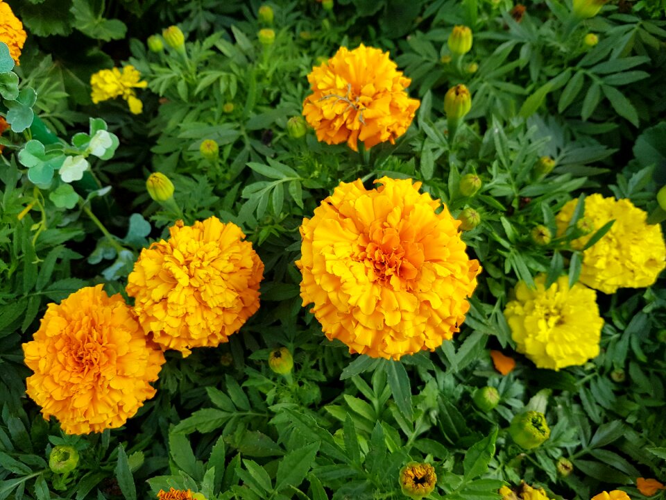 Plants garden a flower garden