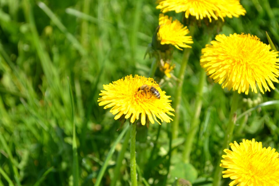 Yellow pollination nature