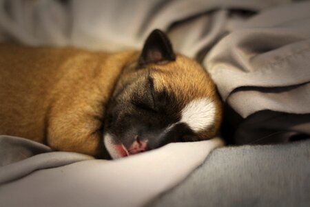 Cute cozy pet