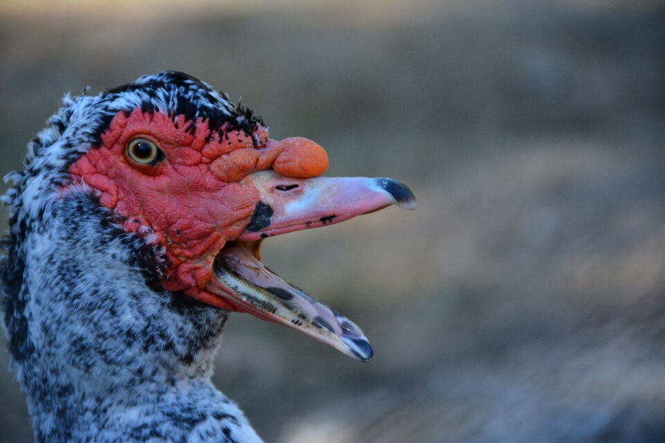 Bird poultry plumage