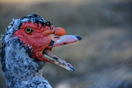 Bird poultry plumage