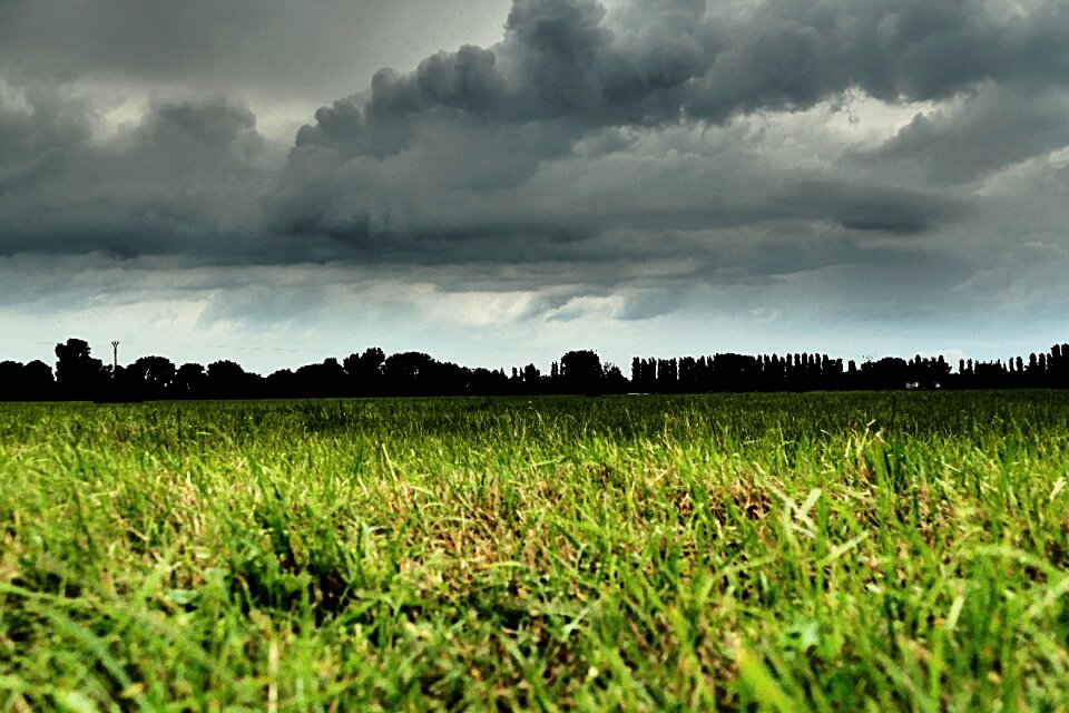 Meadow nature country