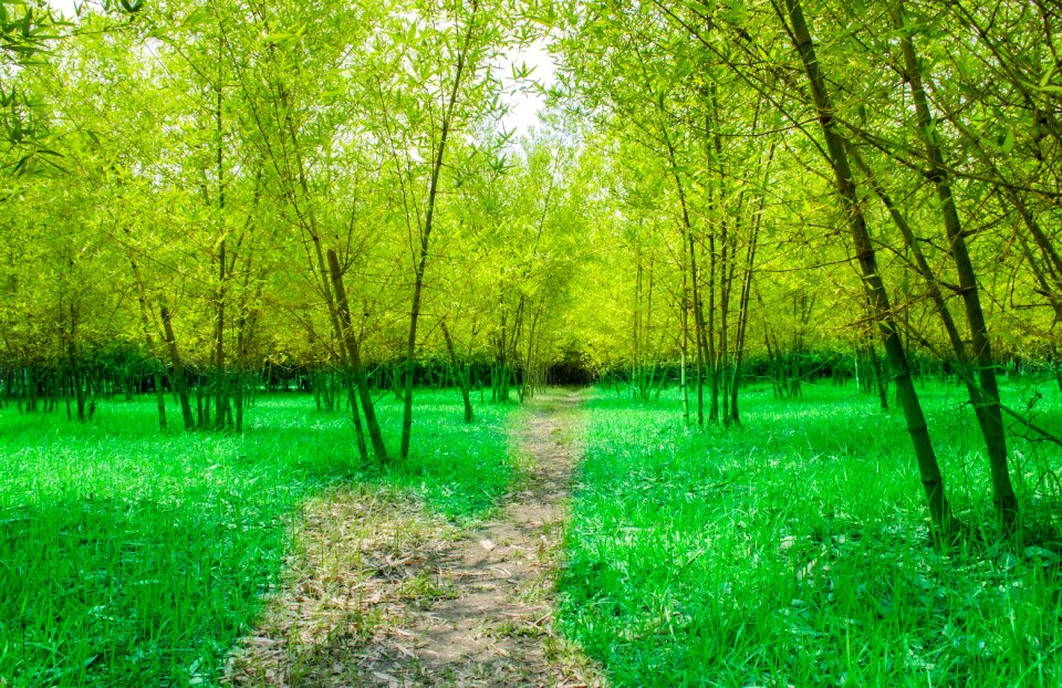 Green trees green road