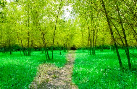 Green trees green road