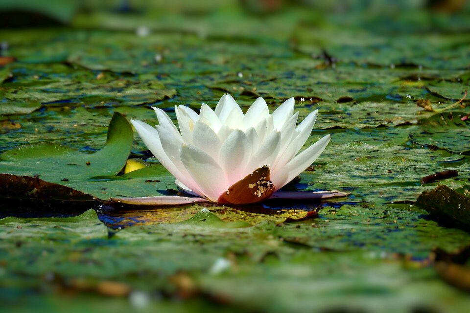 Plant lake blooming