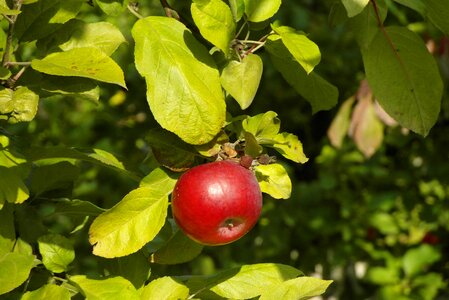 Garden healthy mature