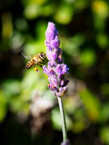 Bee purple plant photo