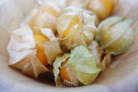 French golden bell cape gooseberry