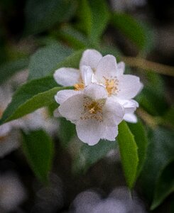 Bloom white green