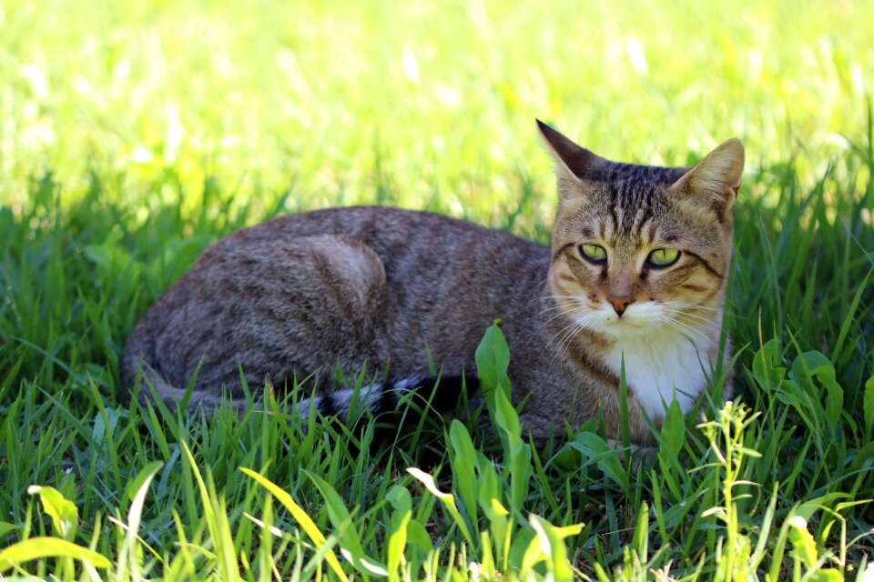 Tabby pet gilnyangyi