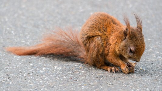 Foraging cute animal