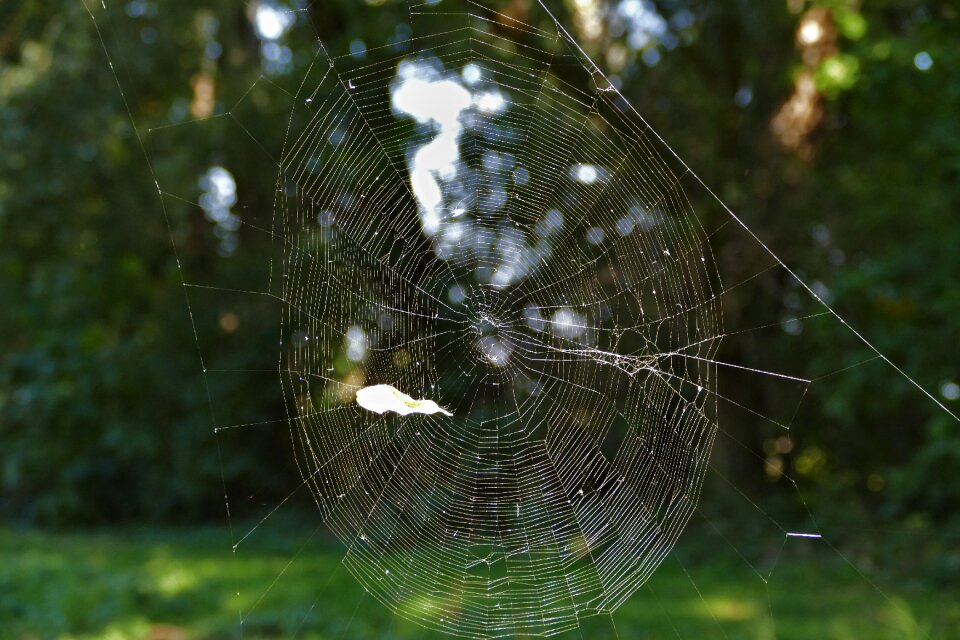 Forest trap close-up
